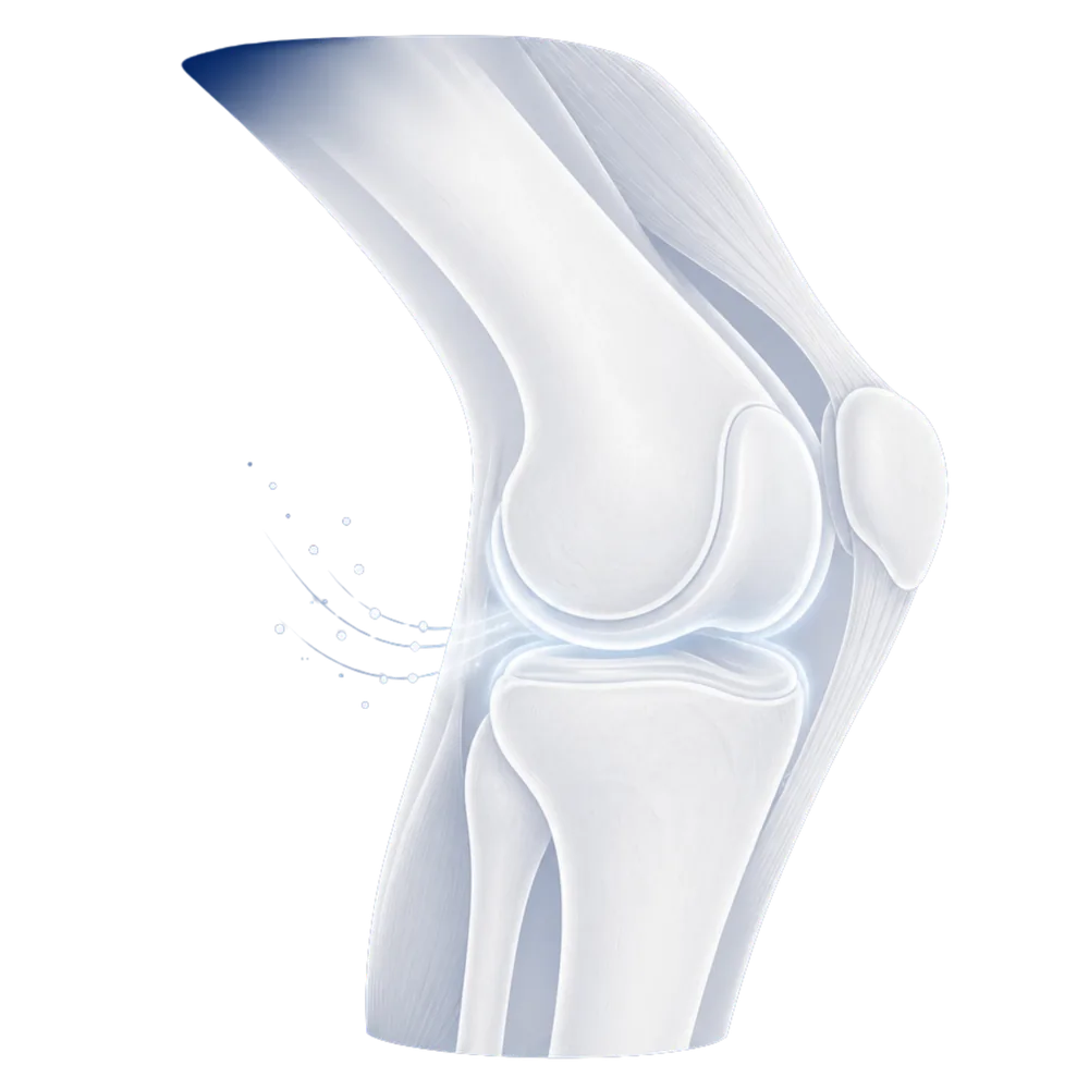 Rodilla sana con cartílago regenerado